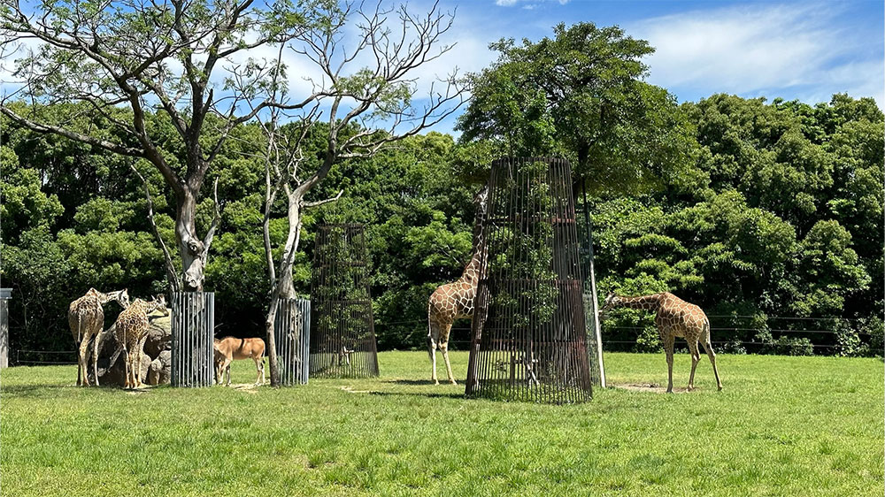 のんほいパークのキリン