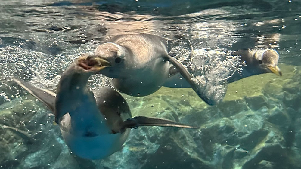ペンギンのエサ取り